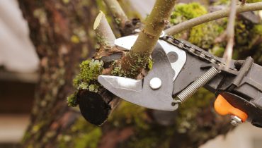 Tree Care