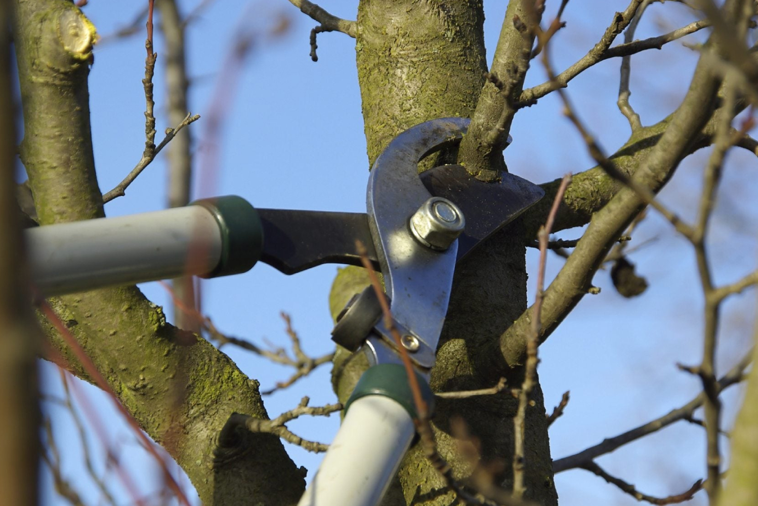 Tree Pruning