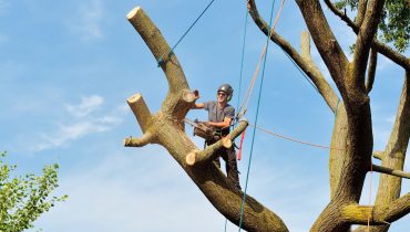 Tree Removal