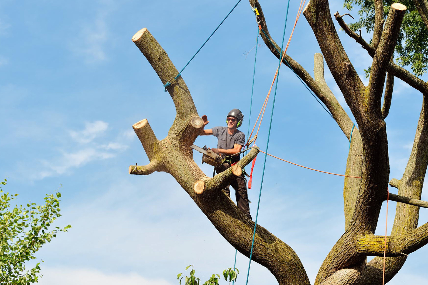 Tree Removal