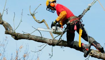 Tree Surgery