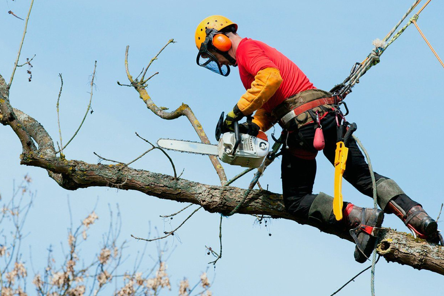 Tree Surgery