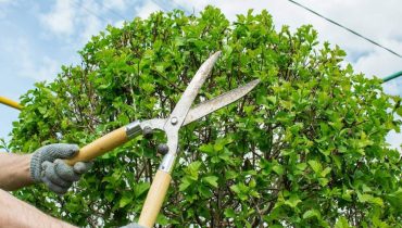 Tree Trimming