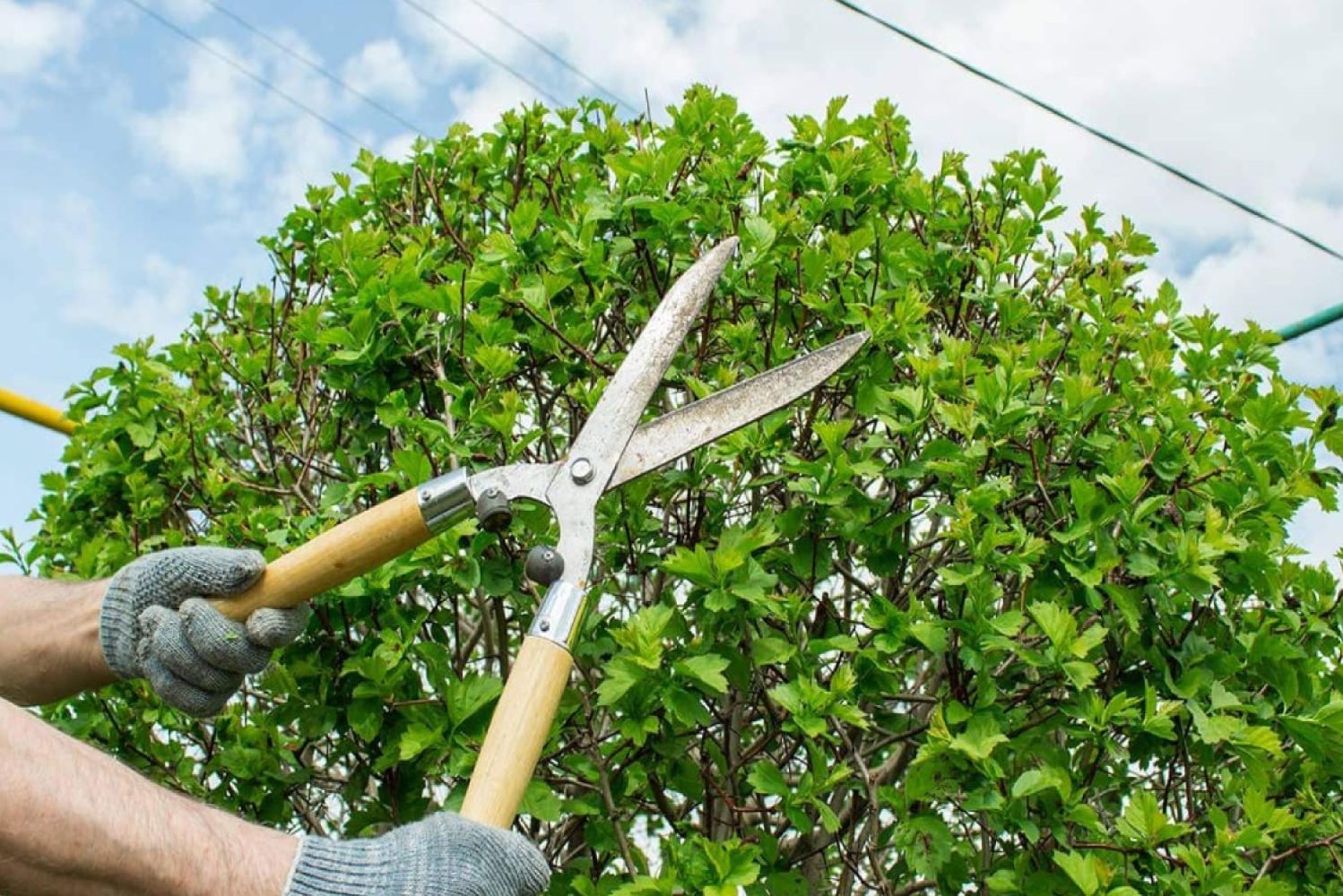 Tree Trimming